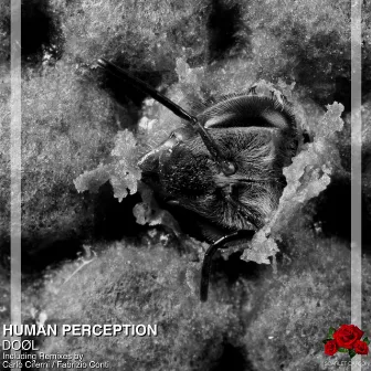 Human Perception by DOØL