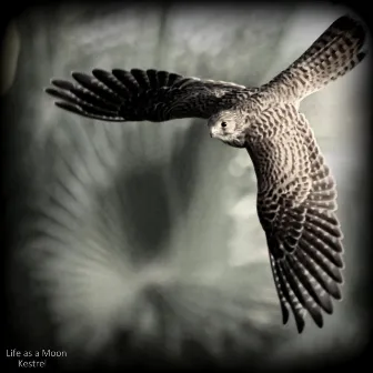 Kestrel by Life as a Moon