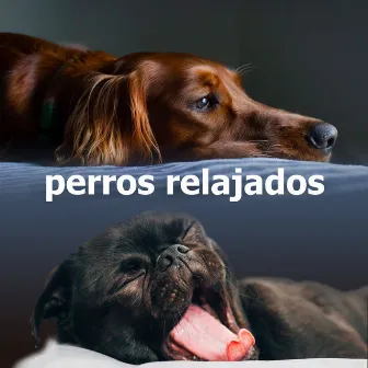 perros relajados by Musica Relajante para Perros Clasico