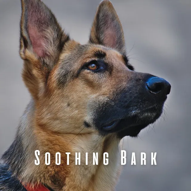 Soothing Bark: Meditative Piano for Dogs