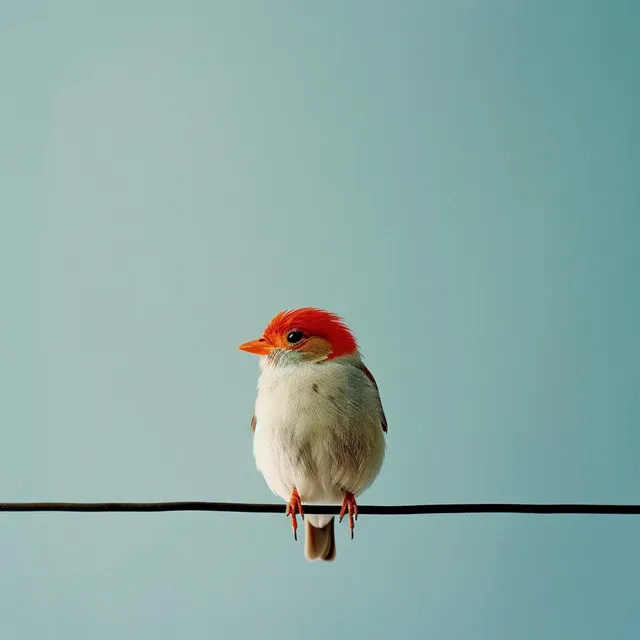 Oda Binaural De La Naturaleza