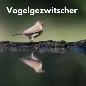 Vogelgezwitscher by Vogelstimmen Welt