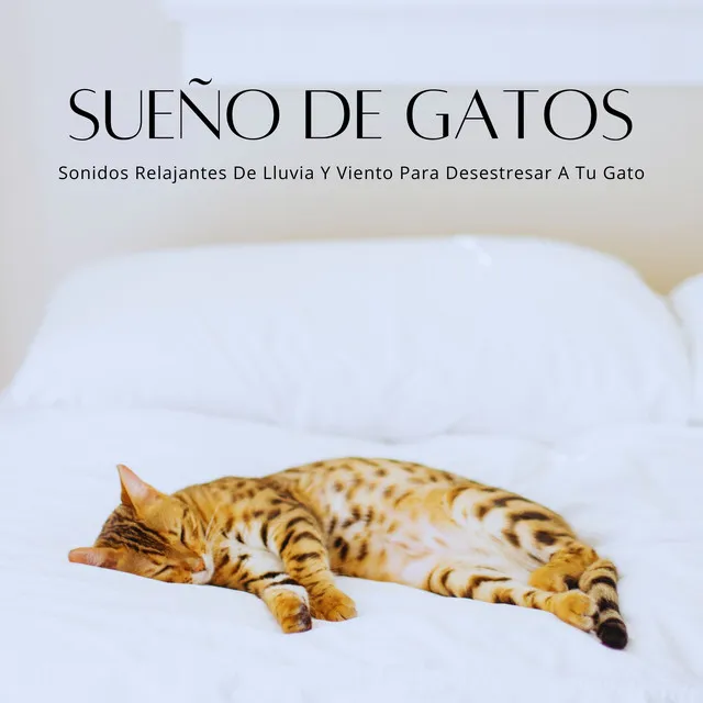 Sueño De Gatos: Sonidos Relajantes De Lluvia Y Viento Para Desestresar A Tu Gato