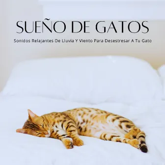 Sueño De Gatos: Sonidos Relajantes De Lluvia Y Viento Para Desestresar A Tu Gato by Algo de Música