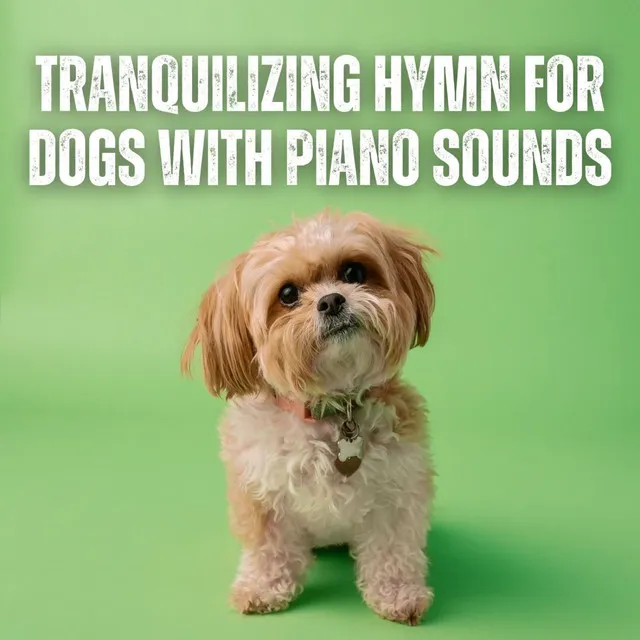 Tranquilizing Hymn for Dogs with Piano Sounds