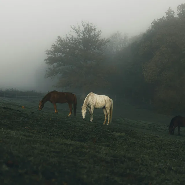 dusk upon the withered dandelions