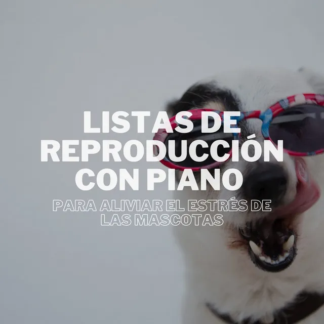 Reflexiones De Piano Para Mascotas