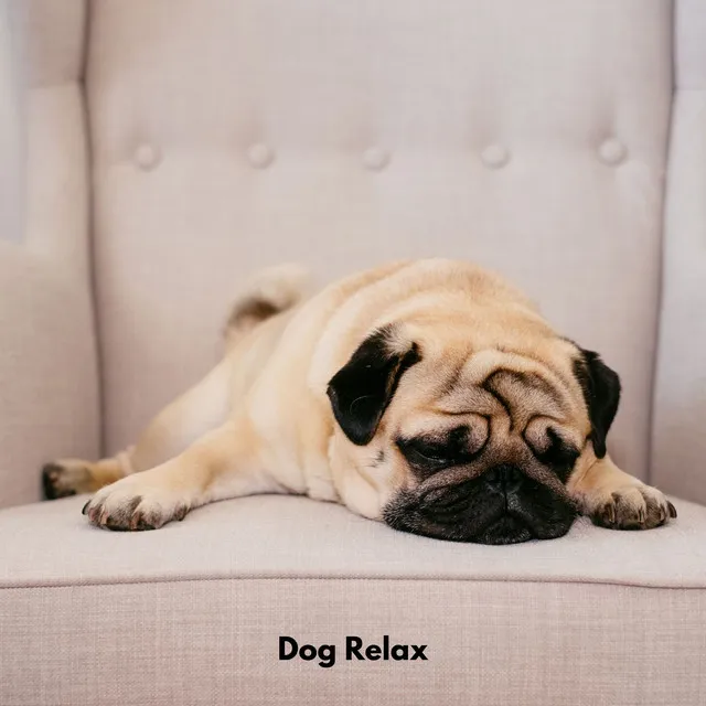 Dog Relax