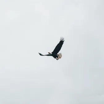 Fly by Coastline