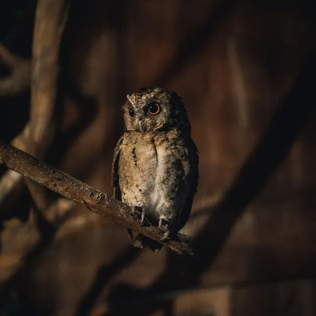 Owl's Peaceful Bliss