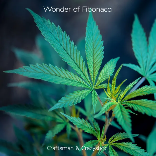 Wonder Of Fibonacci