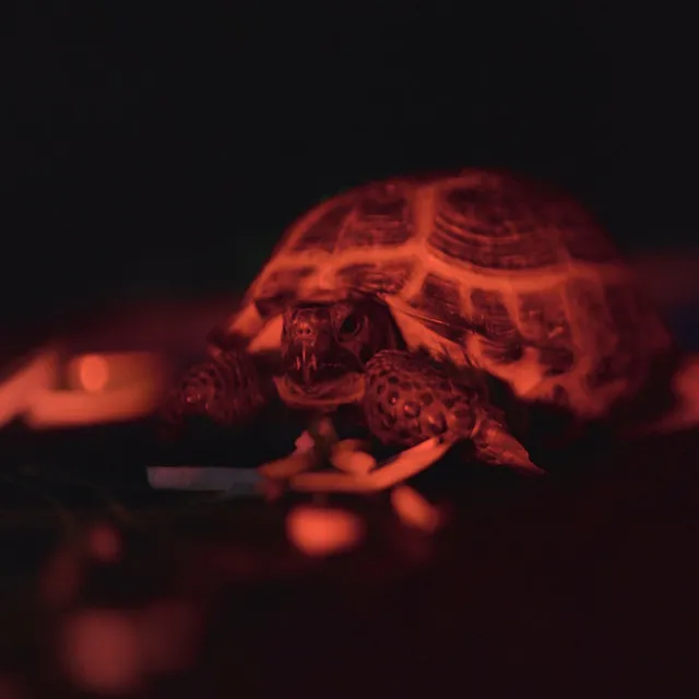 Tortuga