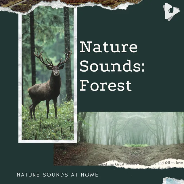 Nature Sounds: Forest