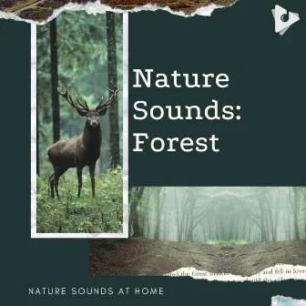 Nature Sounds: Forest by Nature Sounds At Home