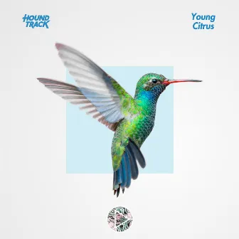 Hummingbird by Young Citrus