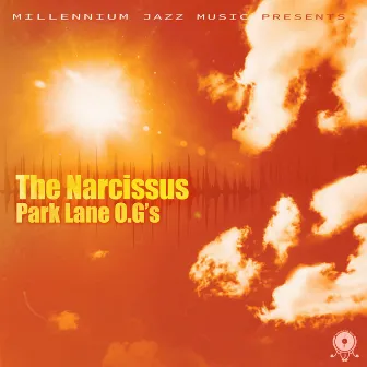 The Narcissus by Park Lane O.G'S