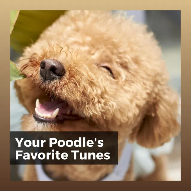 Your Poodle's Favorite Tunes