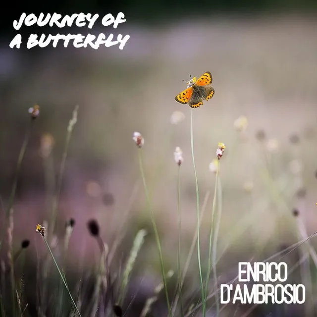 Journey of a Butterfly