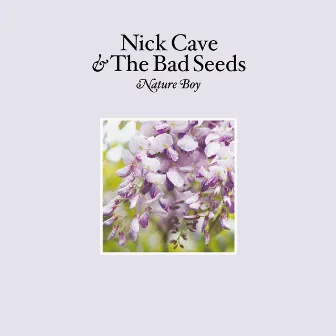 Nature Boy by Nick Cave & The Bad Seeds