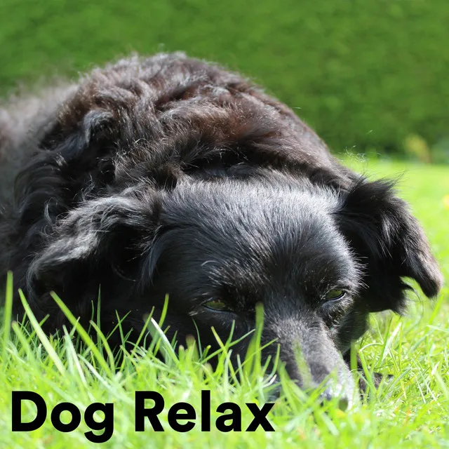 Dog Relax