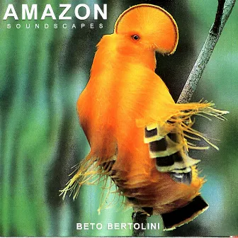 AMAZON FOREST by Beto Bertolini