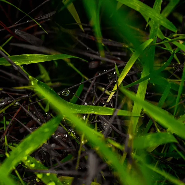 Petrichor Serenade: Harmonic Dance of Rain and Earth