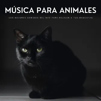 Música Para Animales: Los Mejores Sonidos Del Mar Para Relajar A Tus Mascotas by Olas del Mar