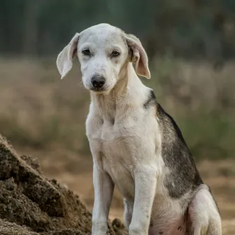 Stray dogs Song by Vishnubharath