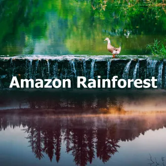 Amazon Rainforest by Nature Sounds Fx Collective