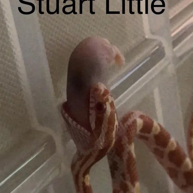 Stuart Little