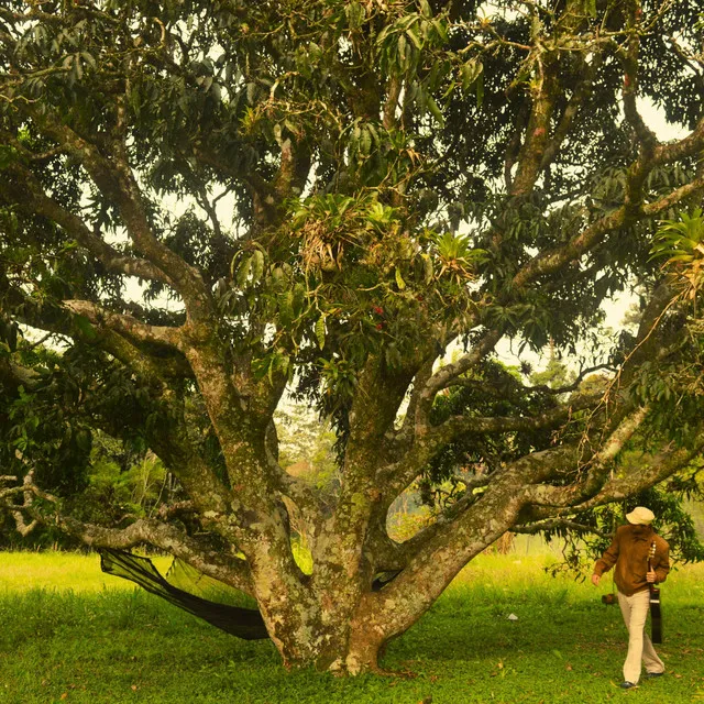 Mangueira dos Frutos Rosa