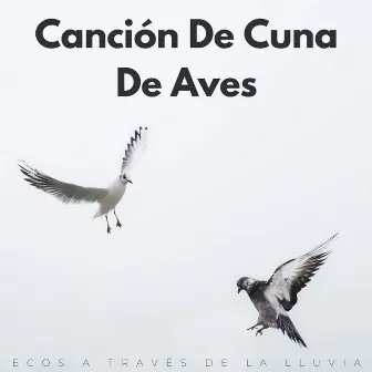 Canción De Cuna De Aves: Ecos A Través De La Lluvia by Pájaros en la mañana