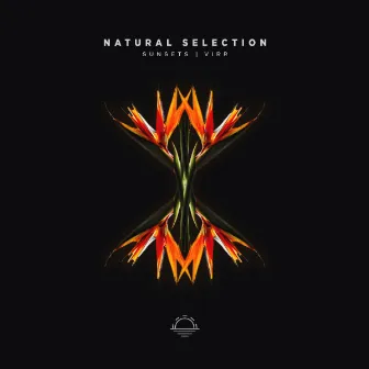 Natural Selection by Virr