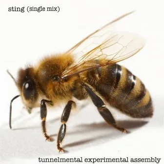 Sting (Single Mix) by Tunnelmental Experimental Assembly