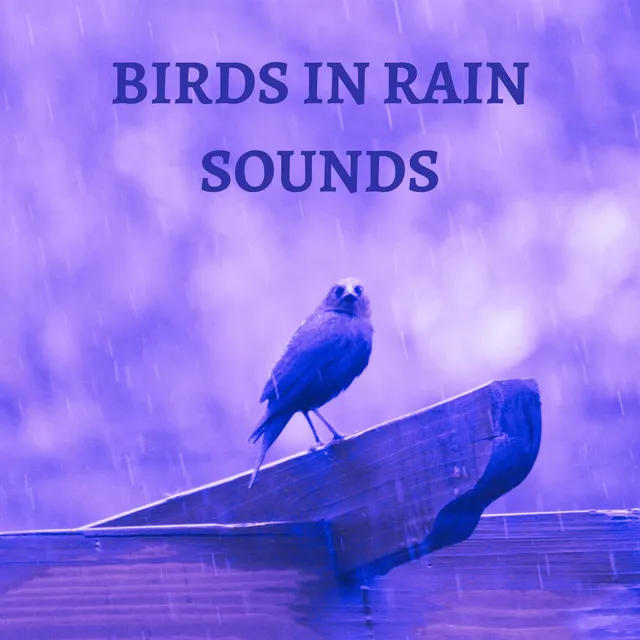 Birds In Rain Sounds