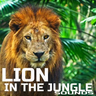 Lion In The Jungle Sounds by Nature Sounded