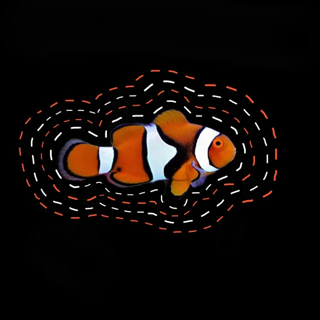 Nemo