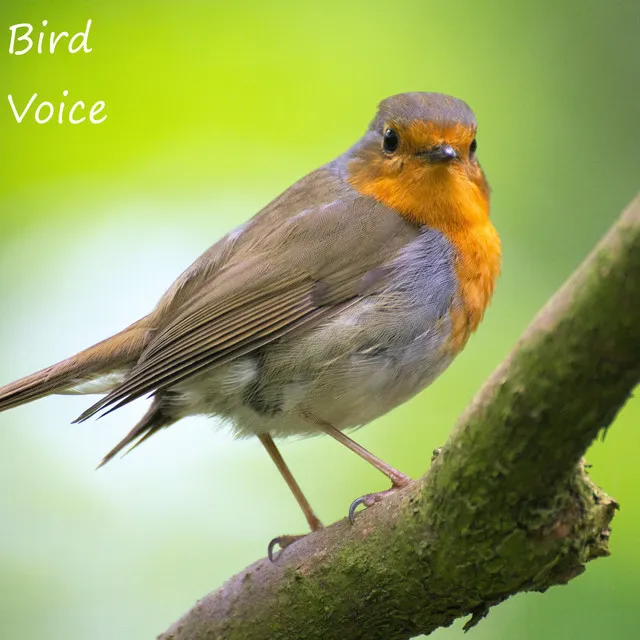 Bird Voice