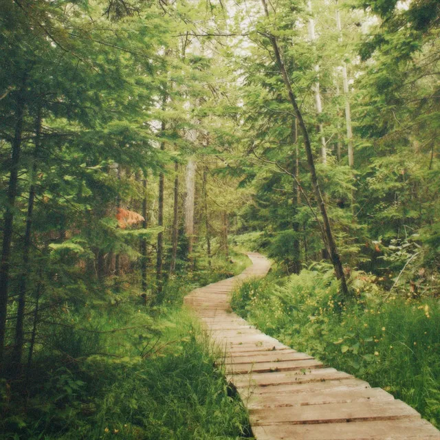 Boardwalk