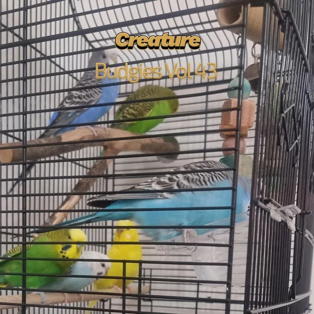 Budgies, Vol. 43