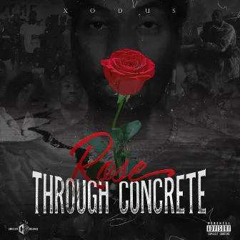 Rose Through Concrete by Xodus