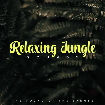 Relaxing Jungle Sounds by The Sound Of The Jungle