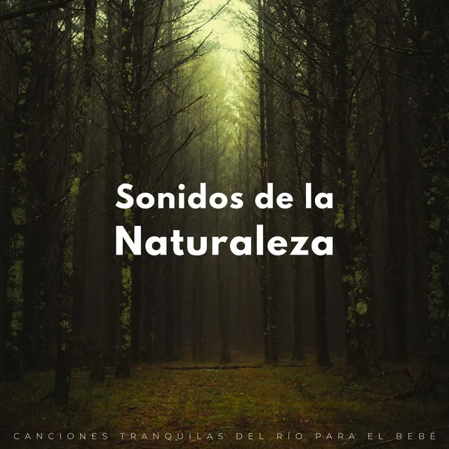 Sonidos De La Naturaleza: Canciones Tranquilas Del Río Para El Bebé