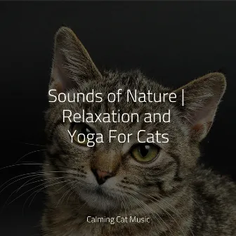 Sounds of Nature | Relaxation and Yoga For Cats by Cat Music Dreams