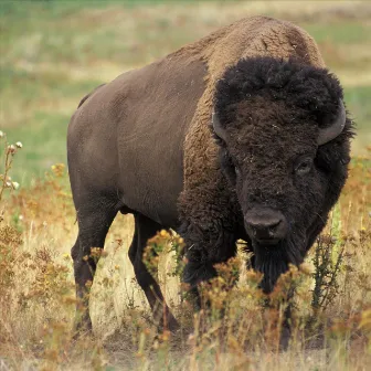 I'm a Bison by Stephen Davis