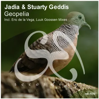 Geopelia by Stuarty Geddis