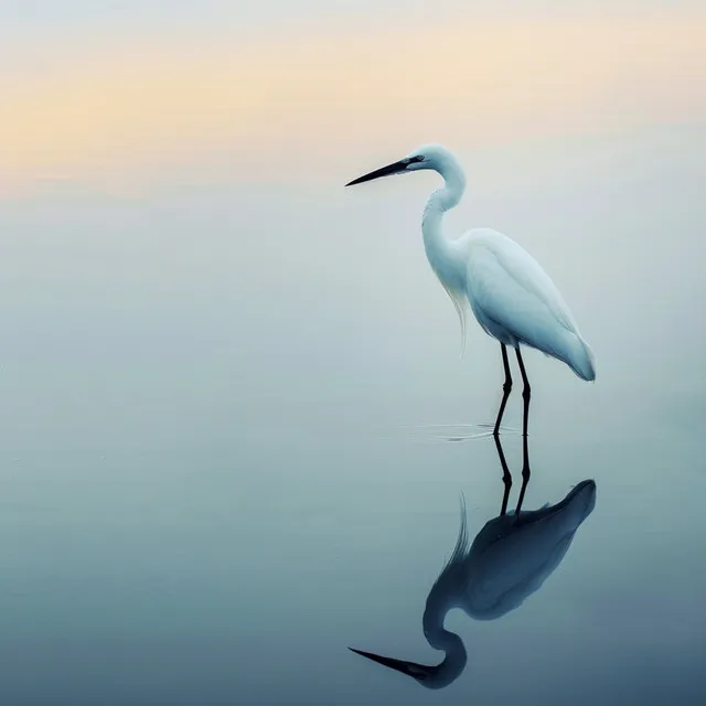 Ecos Binaurales: Vuelos Armónicos De Aves - 80 88 Hz