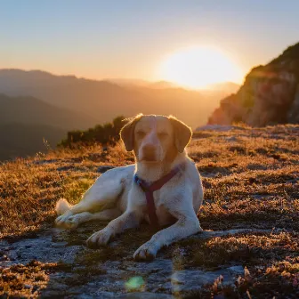 Patas Y Paz: Música Relajante Para Perros by Radio Musica Relajante Para Perros