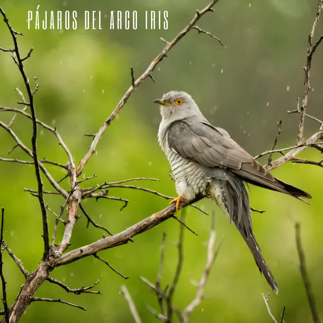 Hola Pájaros