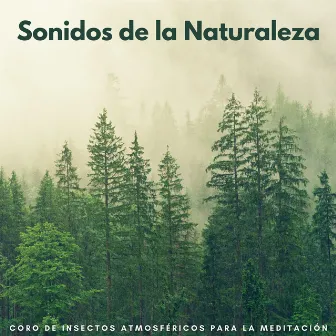 Sonidos De La Naturaleza: Coro De Insectos Atmosféricos Para La Meditación by Naturaleza nativa americana